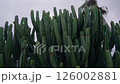 Vibrant green cacti reaching for the cloudy sky 126002881