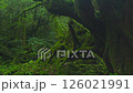 白谷雲水峡　苔むす森.D 126021991