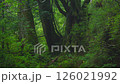 白谷雲水峡　苔むす森.C 126021992