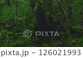 白谷雲水峡　苔むす森.B 126021993