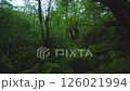 白谷雲水峡　苔むす森.A 126021994