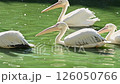 A flock of white pelicans swims in the lake 126050766