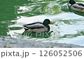 A female and male mallard duck swim on a pond on a summer day 126052506
