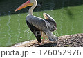 A pelican stands on the shore of a lake on a summer day 126052976
