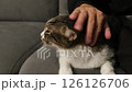 A man's hand strokes a striped gray cat. Enjoyment, relaxation, animals, kindness. High quality FullHD footage 126126706