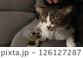 A man's hand strokes a striped gray cat. Enjoyment, relaxation, animals, kindness. High quality FullHD footage 126127287