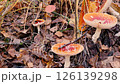 Fly agarics in autumn forest. Poisonous mushrooms among fallen leaves. 126139298