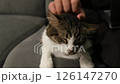 A man's hand strokes a striped gray cat. Enjoyment, relaxation, animals, kindness. High quality FullHD footage 126147270