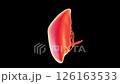 人體器官脾臟3D模型展示 126163533