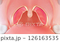 杏仁核和喉嚨的內部結構 126163535