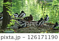 A female and male mallard duck stand on the shore of a lake on a sunny day	 126171190