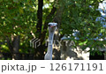 Head of an African ostrich walking outdoors	 126171191