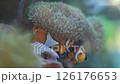 Marine aquarium. Sea fish in a reef aquarium. Clown fish. 126176653