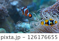 Marine aquarium. Sea fish in a reef aquarium. Clown fish. 126176655