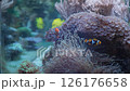 Marine aquarium. Sea fish in a reef aquarium. Clown fish. 126176658