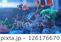 Marine aquarium. Sea fish in a reef aquarium. Clown fish. 126176670
