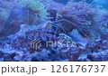 Reef saltwater aquarium. Euphilia. Sea 126176737