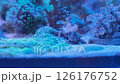 Reef saltwater aquarium. Euphilia. Sea 126176752