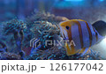 Chelmon saltwater fish in a reef aquarium 126177042