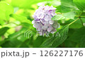 雨上がりの水滴が付いた薄紫色のあじさい一輪 126227176