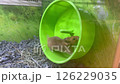 Wheel-y Amazing: Tan Hamster's Epic Fitness Journey 126229035