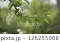 The branches of a flowering bird cherry sway in the wind in the rays of the sun 126255008