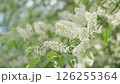 The branches of a flowering bird cherry sway in the wind in the rays of the sun 126255364