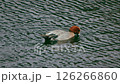 Ducks at Idenoyama Park in Kobayashi City, Miyazaki Prefecture 126266860