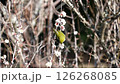 A Japanese white-eye photographed in the Civic Forest in Miyazaki City, Miyazaki Prefecture 126268085