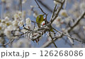 A Japanese white-eye photographed at Midorigaoka Park in Kobayashi City, Miyazaki Prefecture 126268086