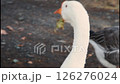 white goose eating cabbage leaf in organic farm yard. portrait close up 126276024