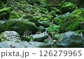 Beautiful moss stream 126279965