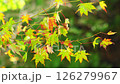 Autumn leaves 126279967