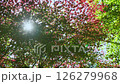 Sunlight through the forest 126279968