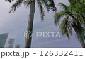 Palm Trees and Skyscrapers on the Marina Bay Waterfront 126332411
