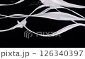 White paint splashes on black background, Slow Motion 126340397
