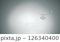 White bird flapping, Slow Motion 126340400