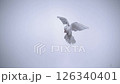White bird flapping, Slow Motion 126340401