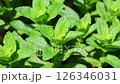 薄荷 126346031