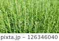 迷迭香 126346040