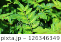 葉山胡椒 126346349