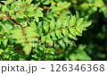 花椒 126346368