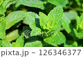 薄荷 126346377