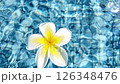 Plumeria Alba Flower Floating In Clear Blue Water, Slow Motion 126348476