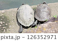 2匹の巨大カメ仲良く甲羅干し 126352971