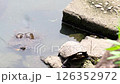 向こう側に行きたいカメ 126352972