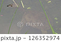水面に顔を出すスッポン 126352974