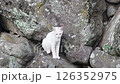 頭をかく白ネコ 126352975