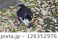 見上げる野良ネコ 126352976