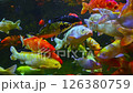 Colorful Japanese carp Koi Fish swim in aquarium at the aquarium in Japan in Asia 126380759